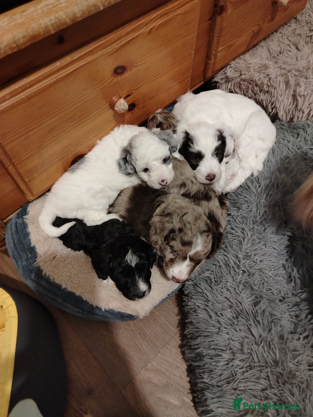 Cockapoo dogs for sale: Cockapoo puppies  - Advert 4