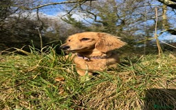 Miniature Dachshund dogs for sale: Shaded cream miniature long haired dachshund  - Image 4