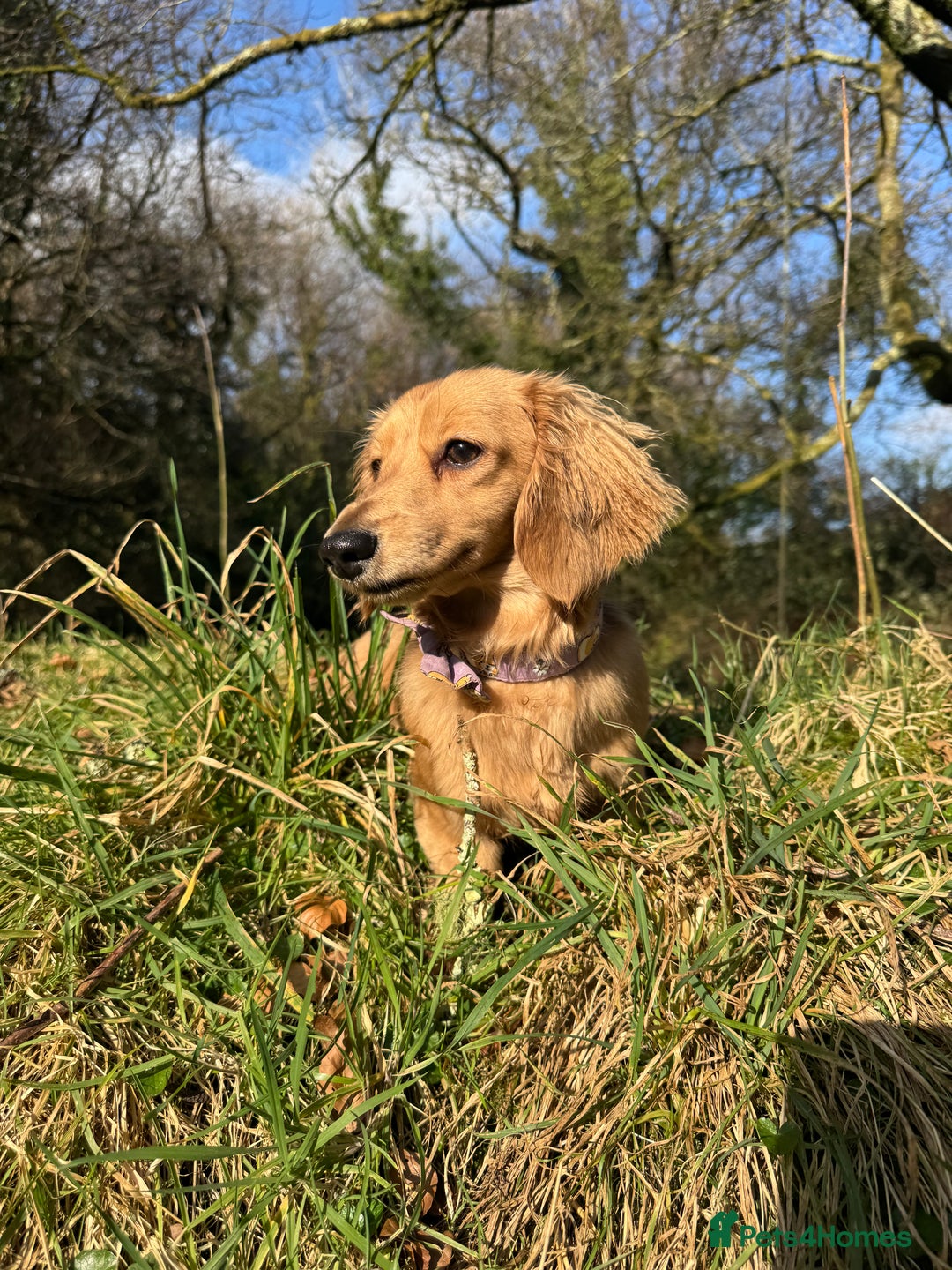 Miniature Dachshund dogs for sale: Shaded cream miniature long haired dachshund  - Image 4