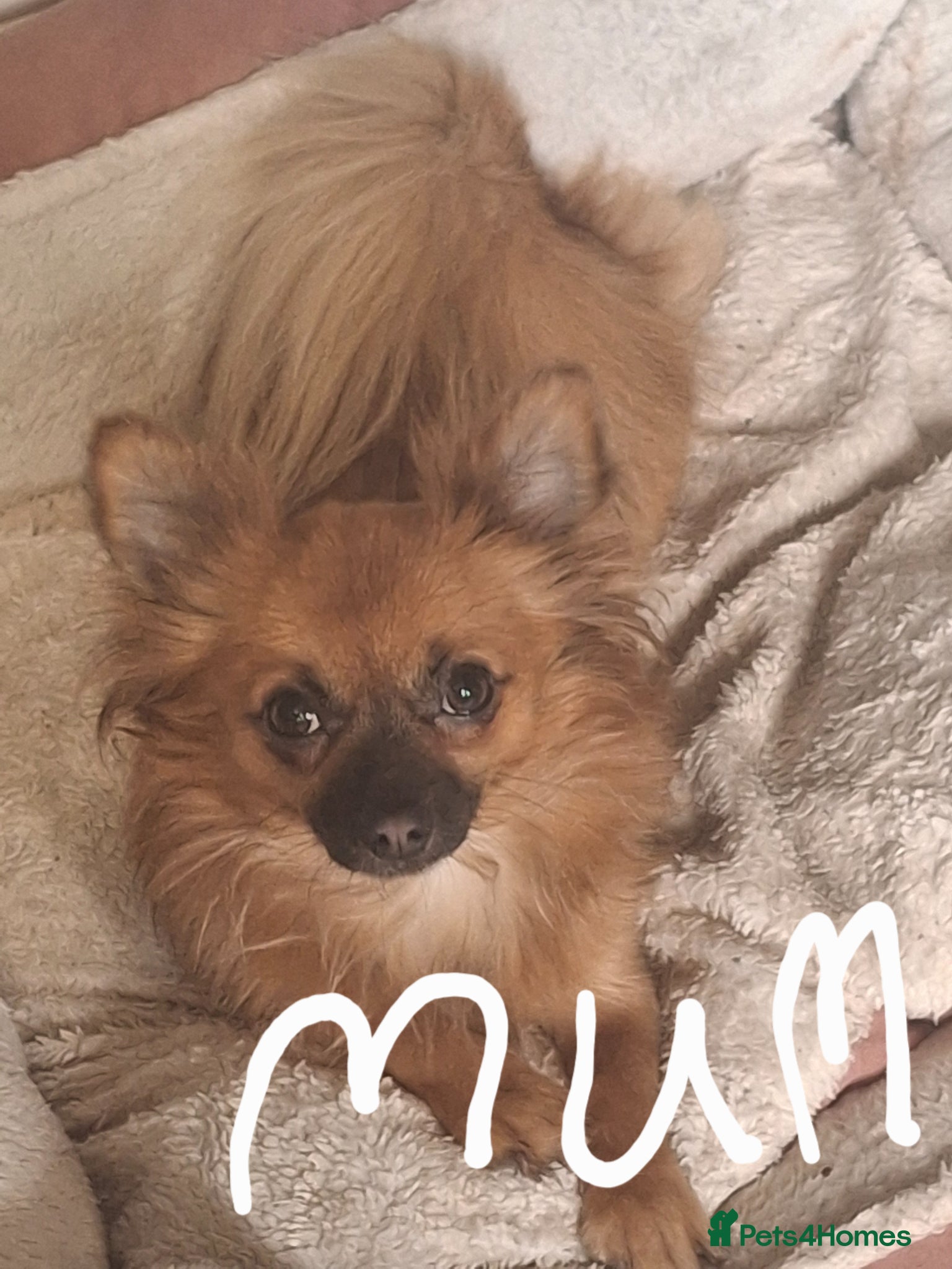 Pomchi dogs Pomchi puppies - Advert 1