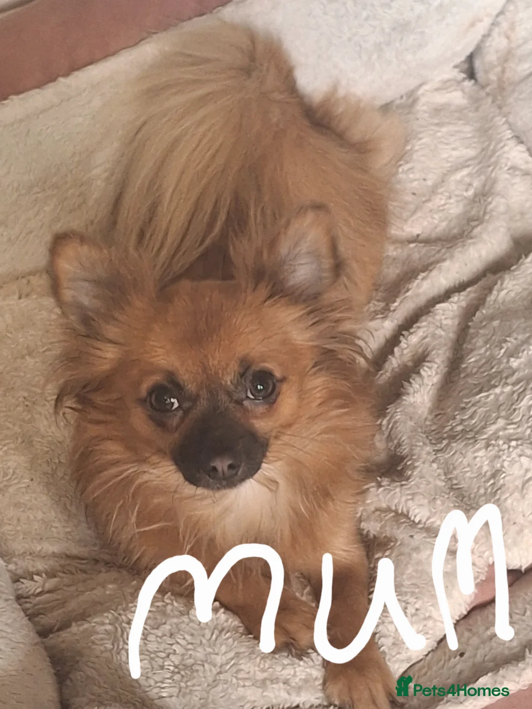 Pomchi dogs for sale: Pomchi puppies - Advert 1