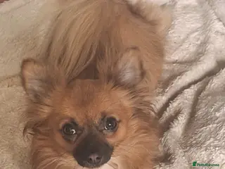 Pomchi dogs Pomchi puppies - Advert 1