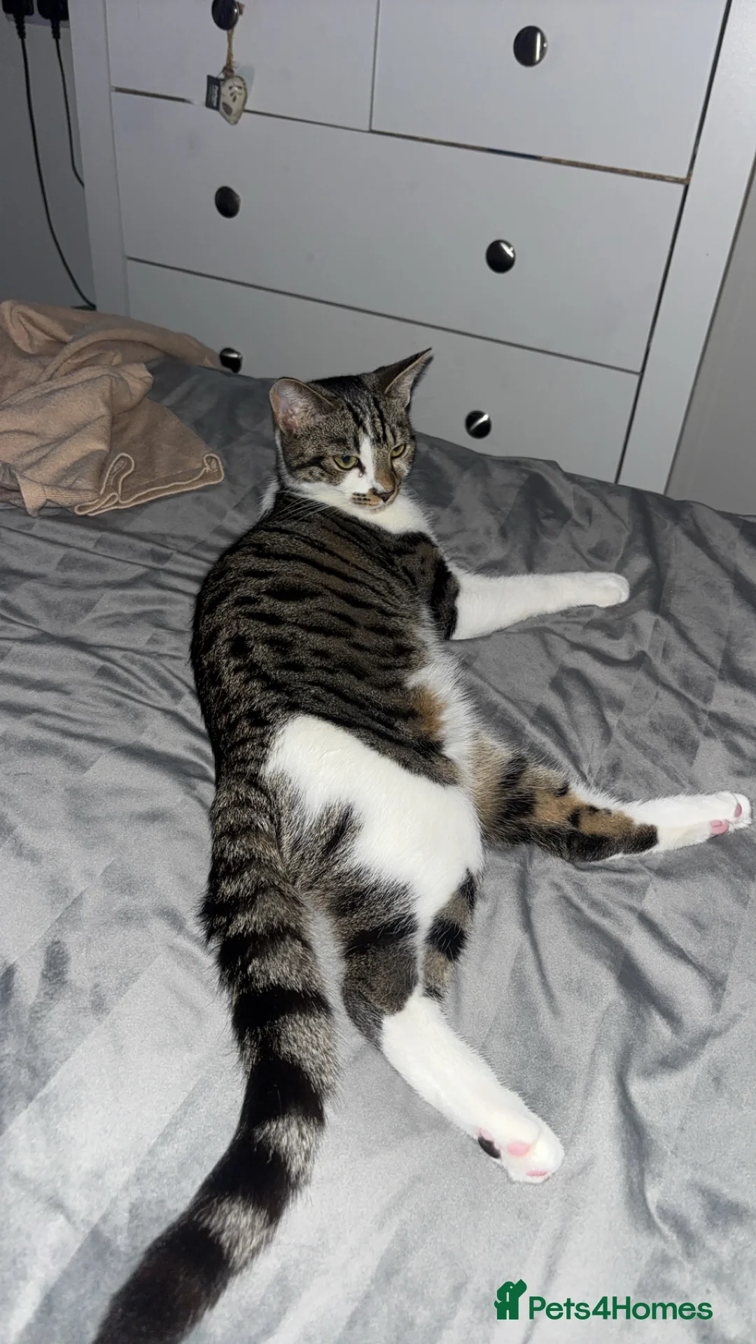 Mixed Breed cats for sale: Beautiful 8 month old kitten  - Advert 5