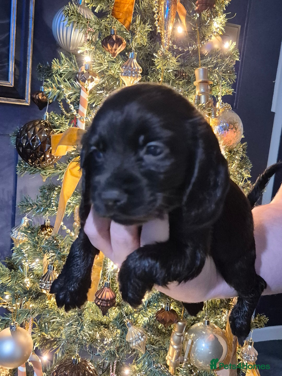 Bocker dogs for sale: Cocker spaniel X bocker pups for sale  - Advert 3