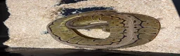 Python Snake reptiles for sale: Royal pythons  - Advert 26