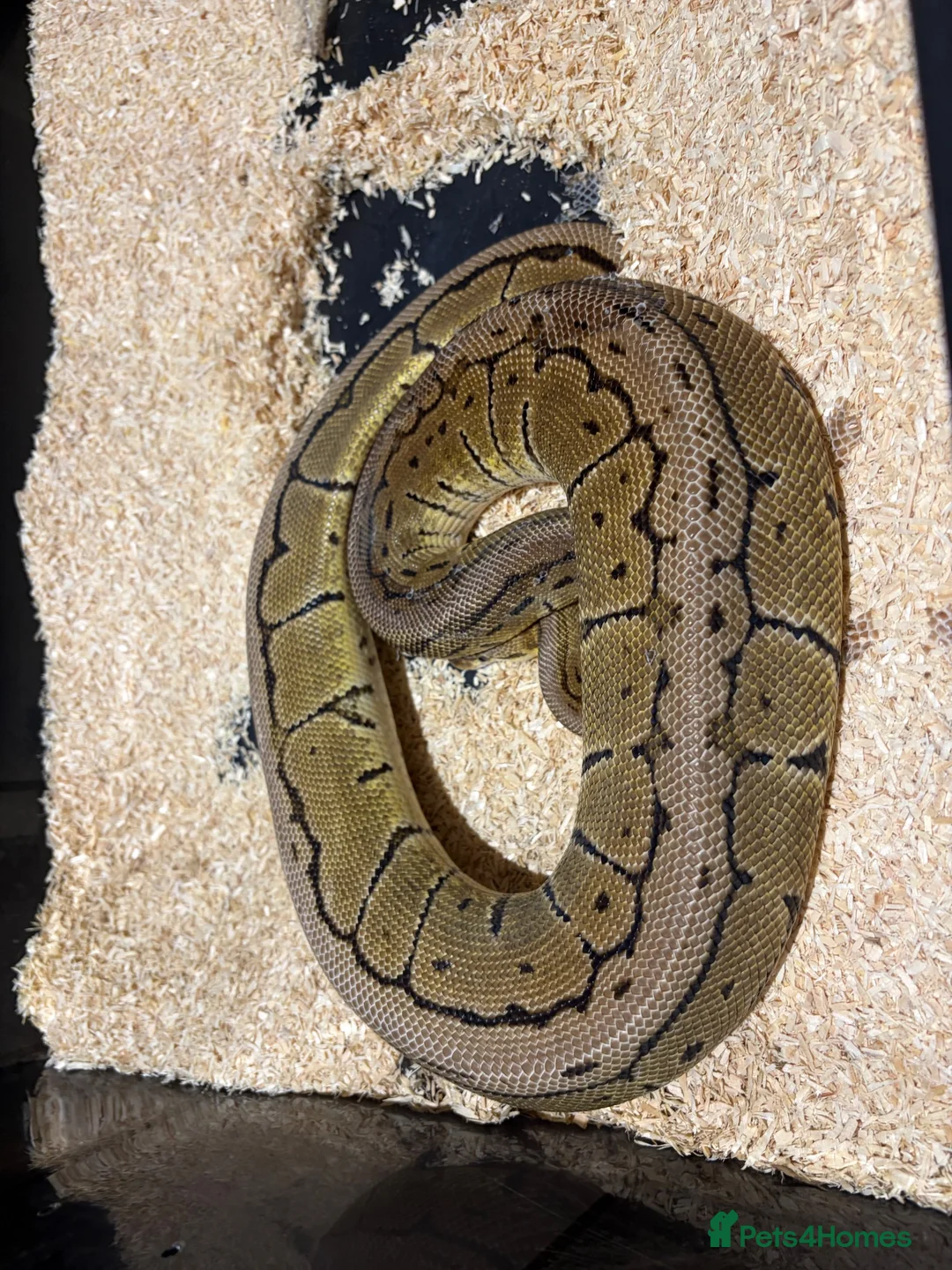Python Snake reptiles for sale: Royal pythons  - Advert 26