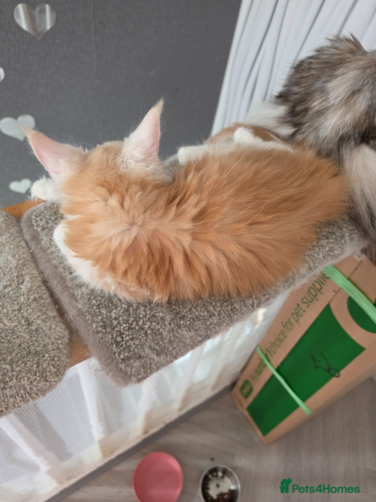 Maine Coon cats PEDIGREE MAINE COON KITTENS  - Advert 11
