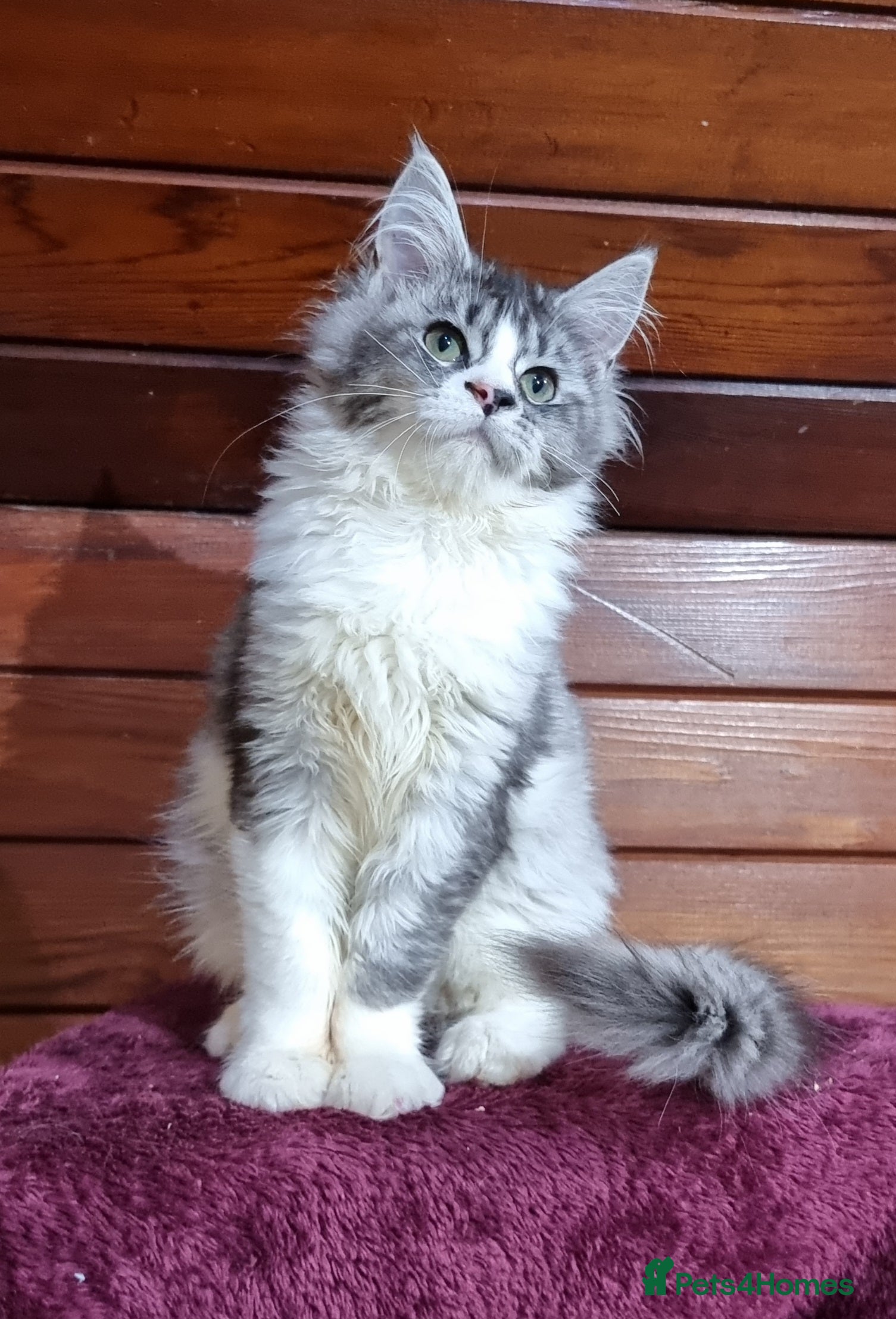Maine Coon cats GCCF registered Pedigree Maine Coon Kittens - Advert 2