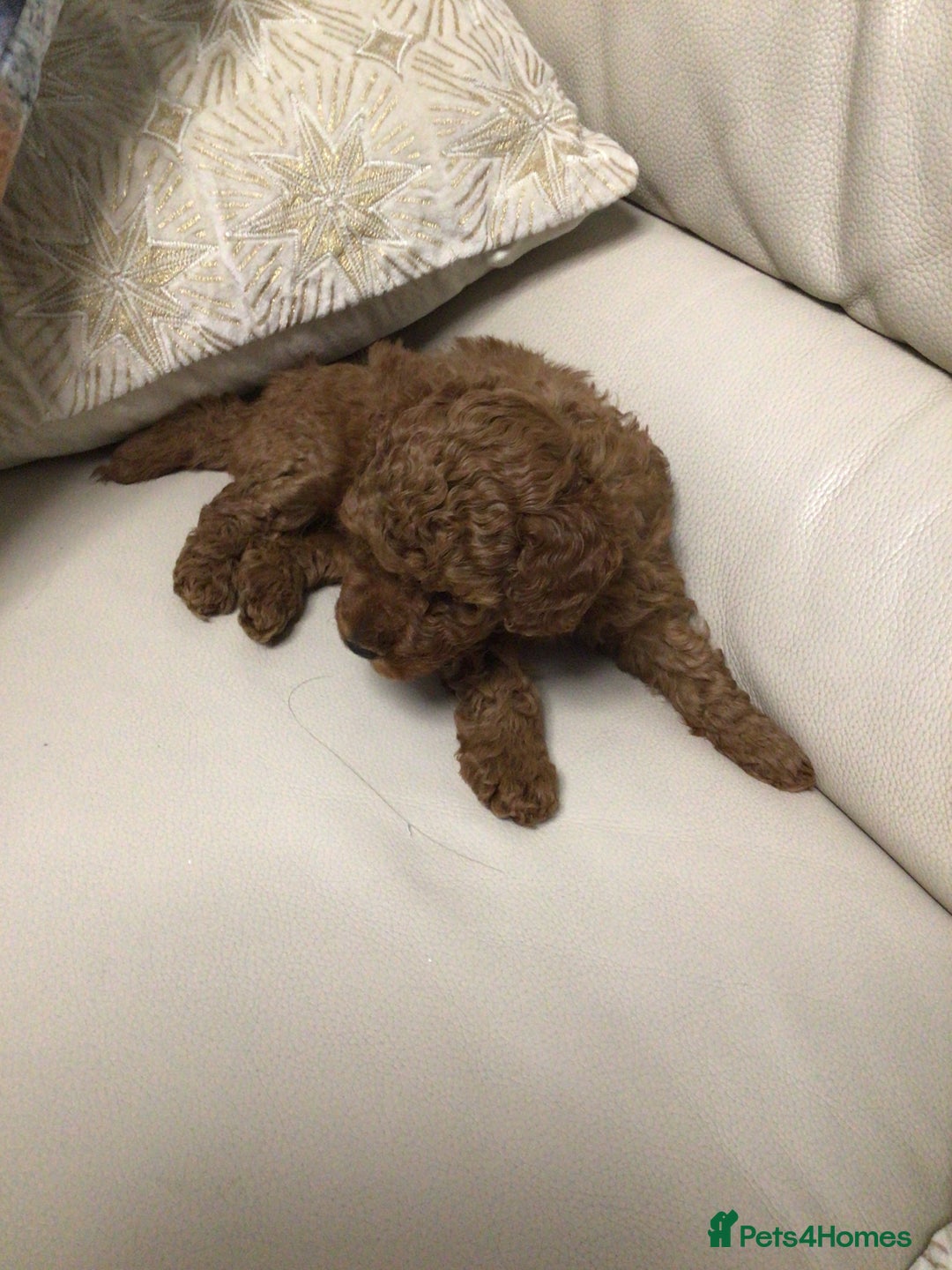 Poodle dogs for sale: Toy poodles red and apricot  - Advert 6