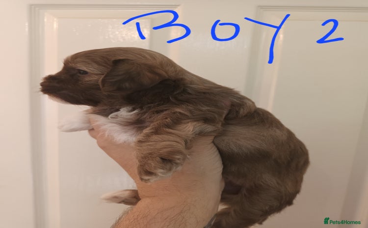 Shihpoo dogs - Advert 2
