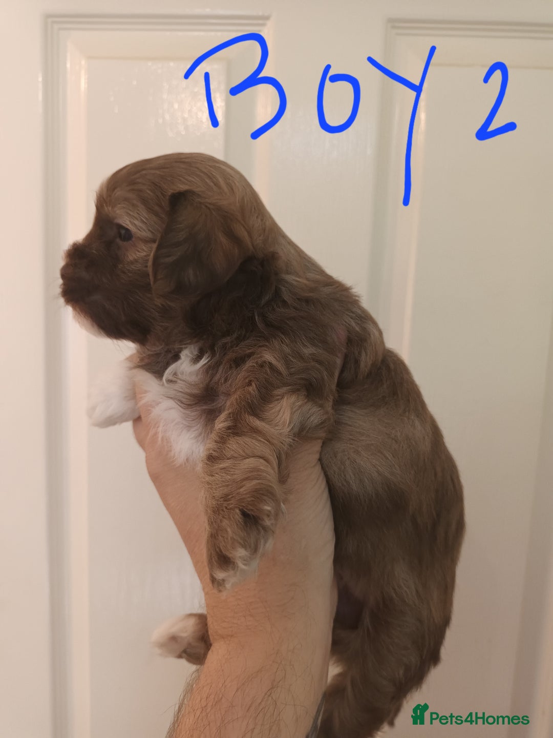 Shihpoo dogs for sale: shihpoo pups - Image 4