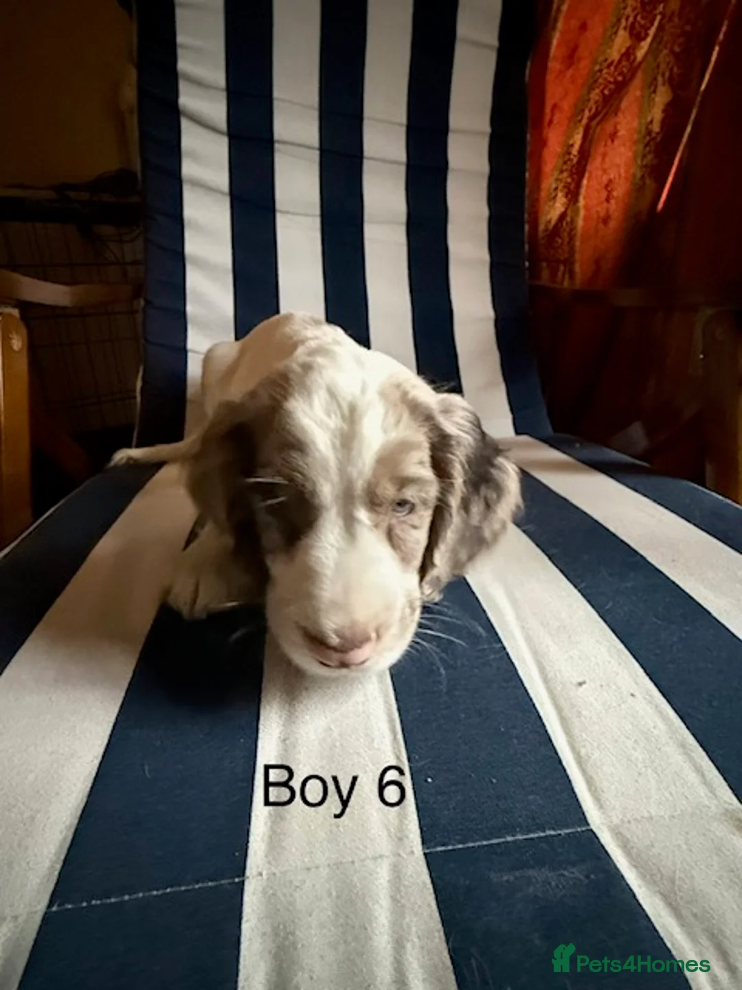 English Springer Spaniel dogs for sale: Springer Spaniel Puppies - Advert 9