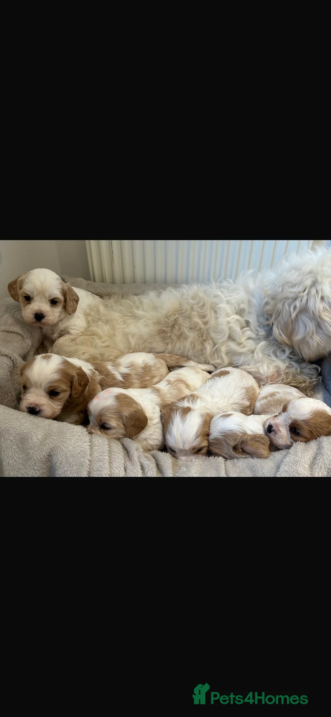 Cavachon dogs for sale: Stunning cavachon puppies - Advert 1