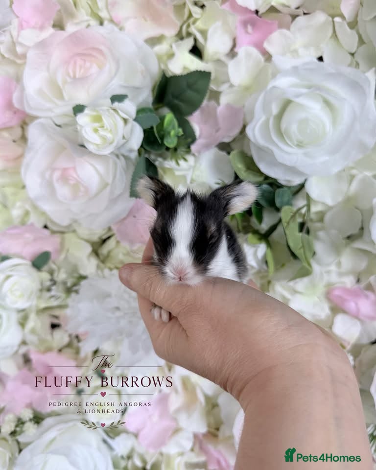 Angora rabbits 🌸 VACCINATED PEDIGREE ANGORAS 🌸  - Advert 16