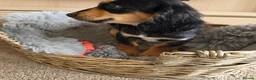 Cocker Spaniel dogs for sale: Beautiful Working Type Cocker Spaniel Puppies - Advert 8