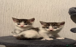 Domestic Shorthair cats for sale: Kittens For Sale - Image 1