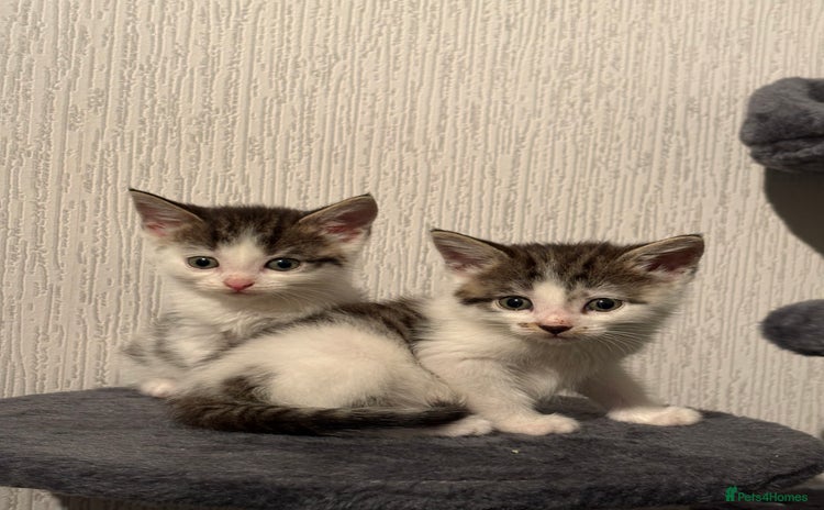 Domestic Shorthair cats - Advert 6