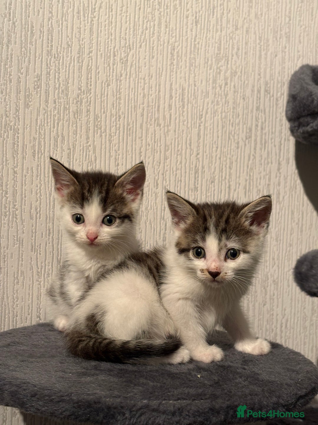 Domestic Shorthair cats for sale: Kittens For Sale - Image 1