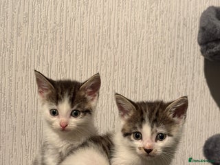 Domestic Shorthair cats for sale - Advert 1