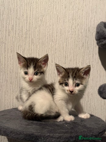 Domestic Shorthair cats - Advert 1