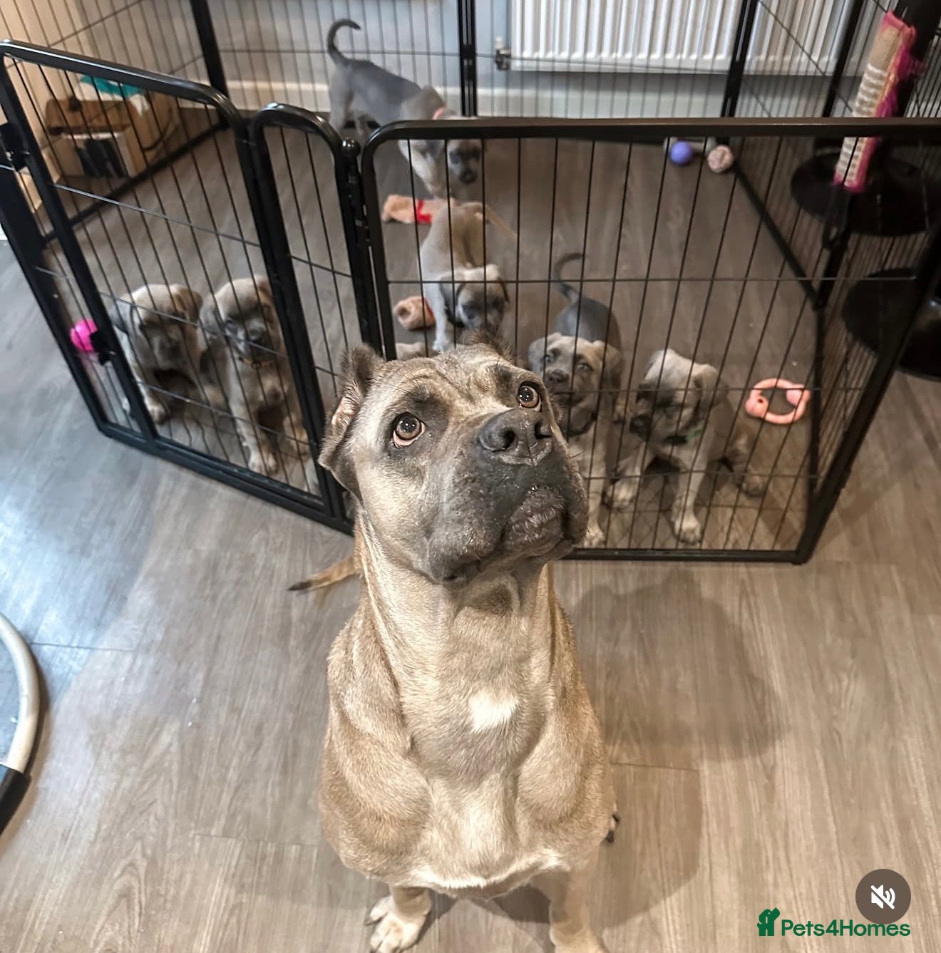 Cane Corso dogs 🏆 Proven Cane Corso Litter Due August 2026 🏆 - Advert 4