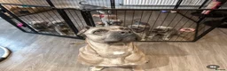 Cane Corso dogs for sale: 🏆 Proven Cane Corso Litter Due August 2026 🏆 - Advert 1