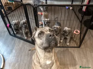 Cane Corso dogs 🏆 Proven Cane Corso Litter Due August 2026 🏆 - Advert 4