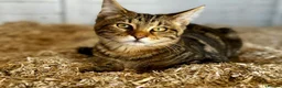 Bengal cats for sale: Bengal x Maine Coon Kittens - Advert 2