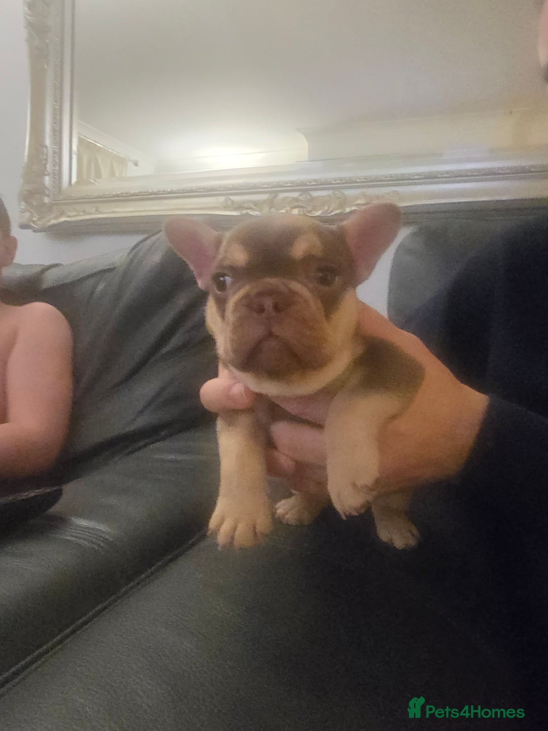 French Bulldog dogs for sale: 2 beautiful French bulldogs for sale - Advert 6