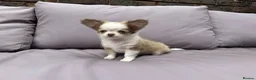 Chihuahua dogs for sale: **PRICE REDUCTION** 🐾🩶 READY TO GO LAST TINY BOY - Advert 17