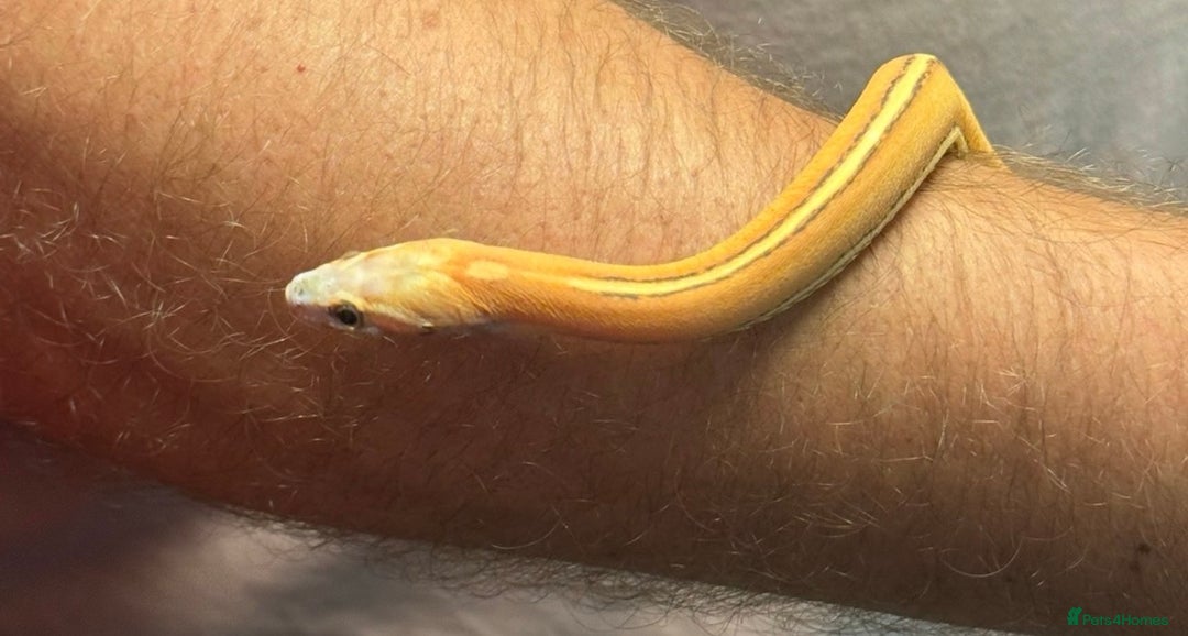 Corn Snake reptiles for sale: Multiple corn snakes for sale  - Advert 5