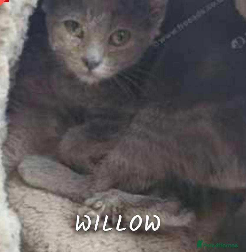 Russian Blue cats Blue Russian cat age 2 years  - Advert 6