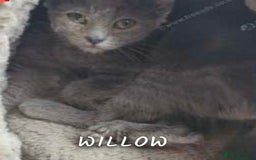 Russian Blue cats for sale: Blue Russian cat age 2 years  - Image 1