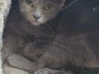 Russian Blue cats - Advert 13