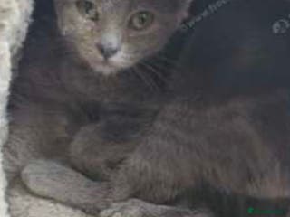 Russian Blue cats Blue Russian cat age 2 years - Advert 4