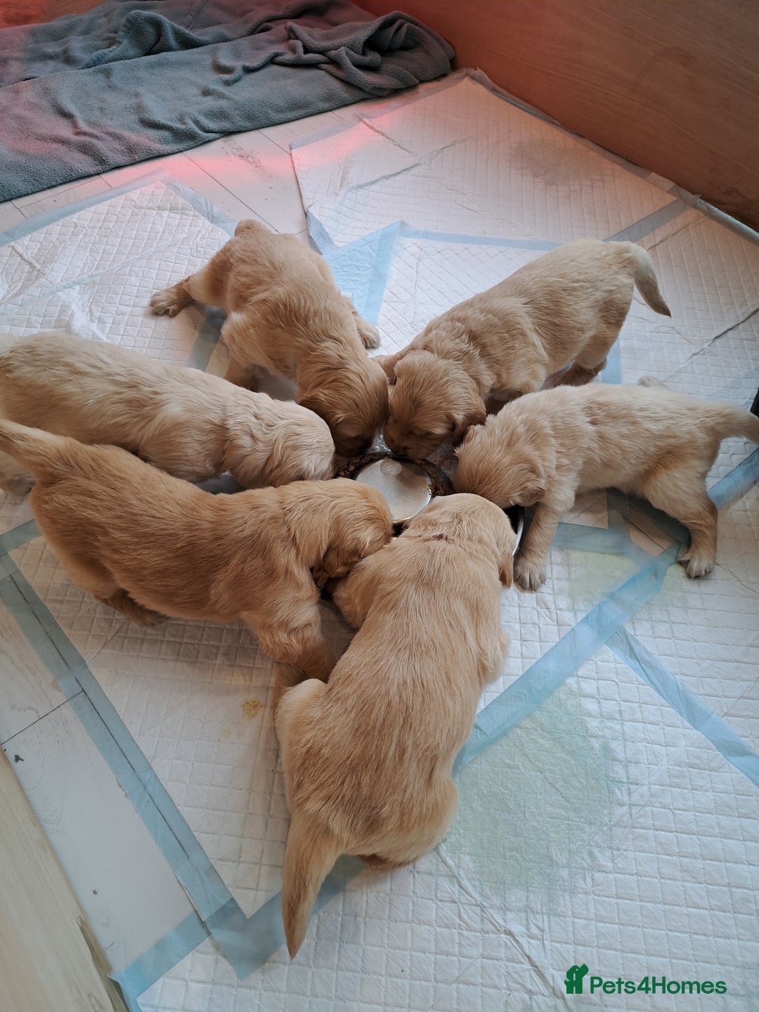 Golden Retriever dogs for sale: Beautiful Golden Retriever pups - Image 11