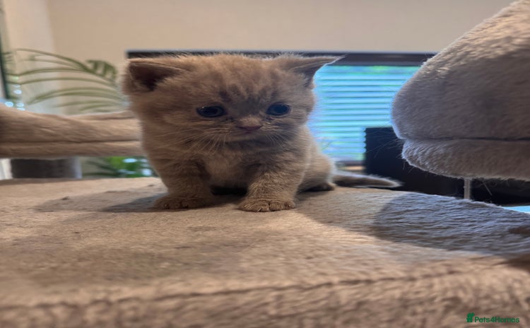 British Shorthair cats - Advert 2