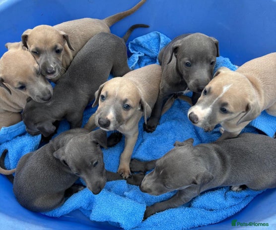 Whippet dogs - Advert 1