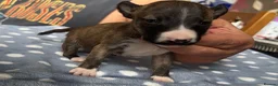 Miniature Bull terrier dogs for sale: Miniature bull terrier puppies  - Advert 16