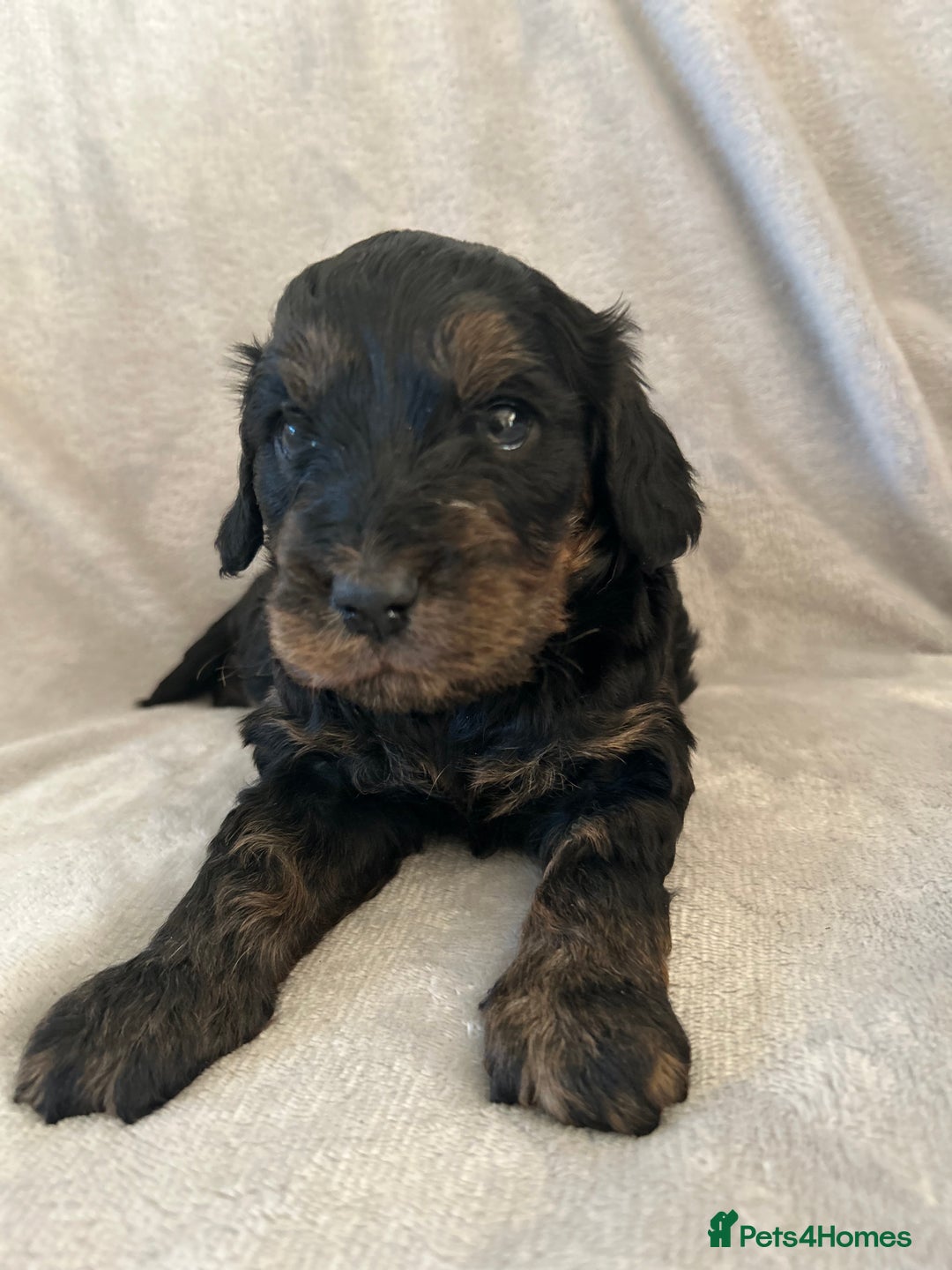 Cockapoo dogs for sale: Cockapoo puppies  - Advert 33