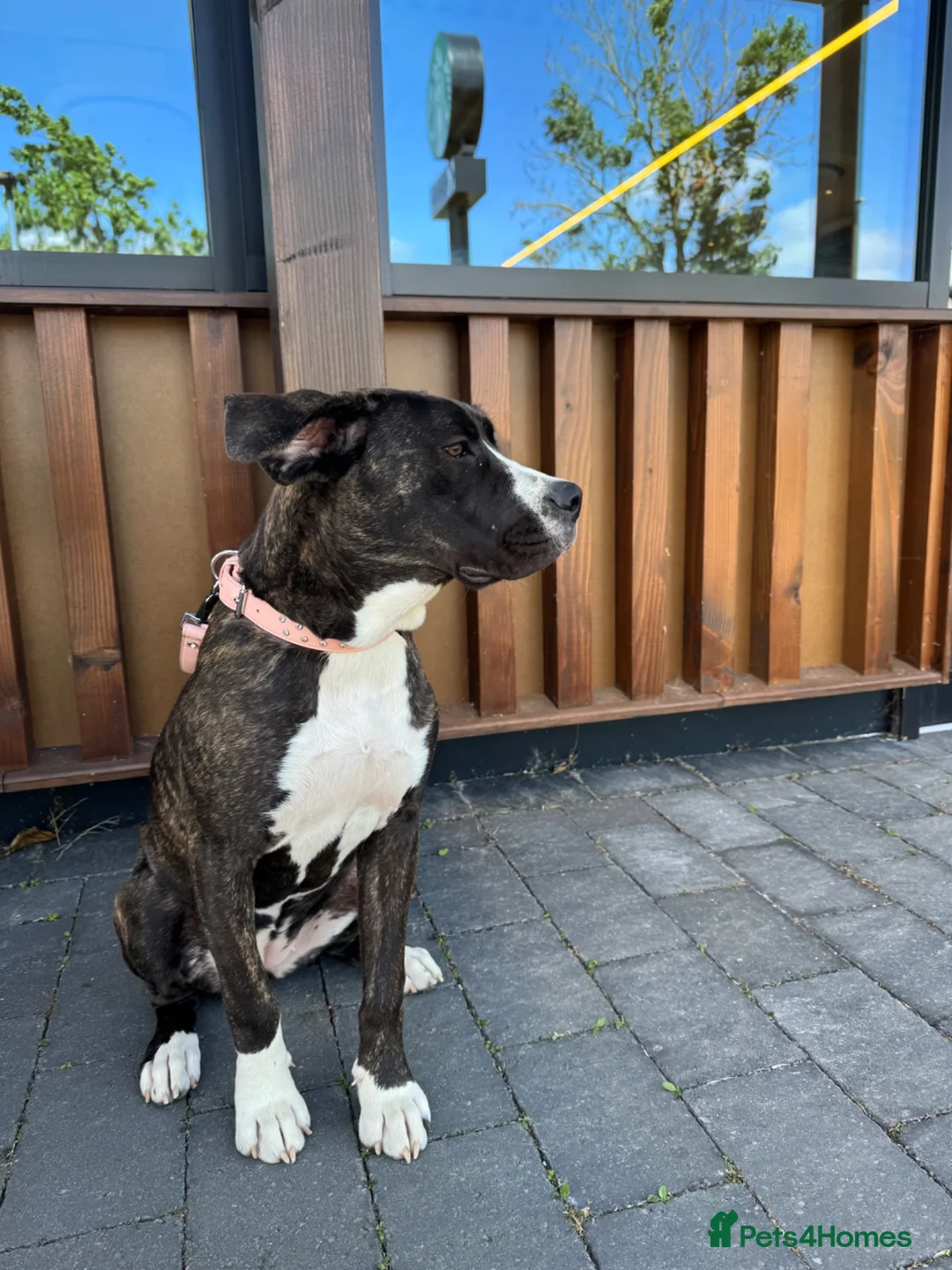 Mixed Breed dogs for sale: 7 months old puppy looking for her forever home  - Advert 5