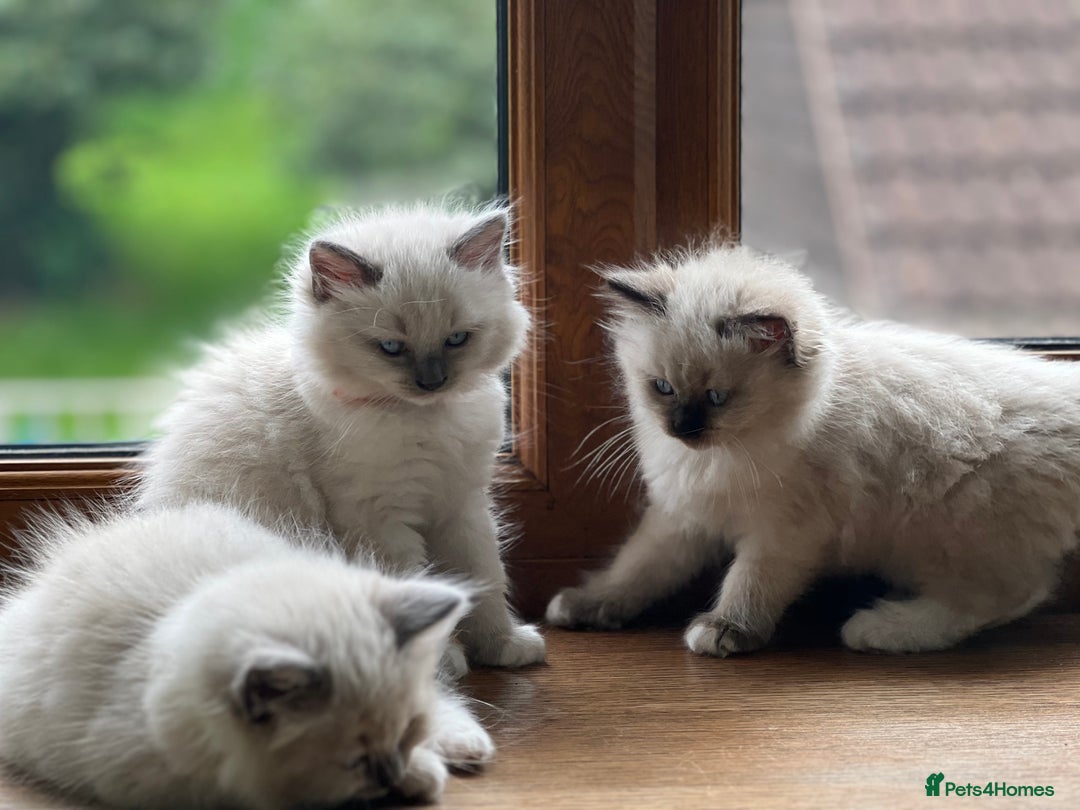 Ragdoll cats for sale: 2 Boys and 1 Girl Ragdoll kittens - Image 14