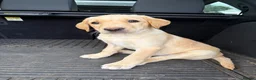 Labrador Retriever dogs for sale: Labrador Bitch Puppy  in Newcastle upon Tyne - Advert 4