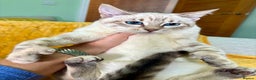 Bengal cats for sale: Breathtaking rare polydactyl snow leopard  - Advert 30