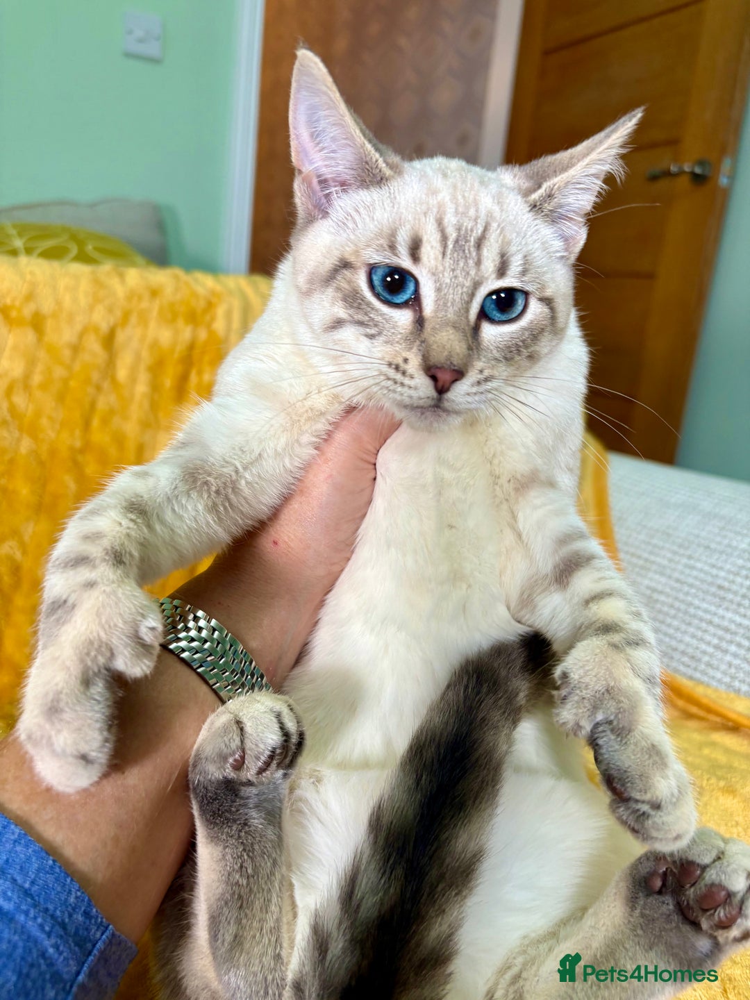 Bengal cats for sale: Breathtaking rare polydactyl snow leopard  - Advert 30