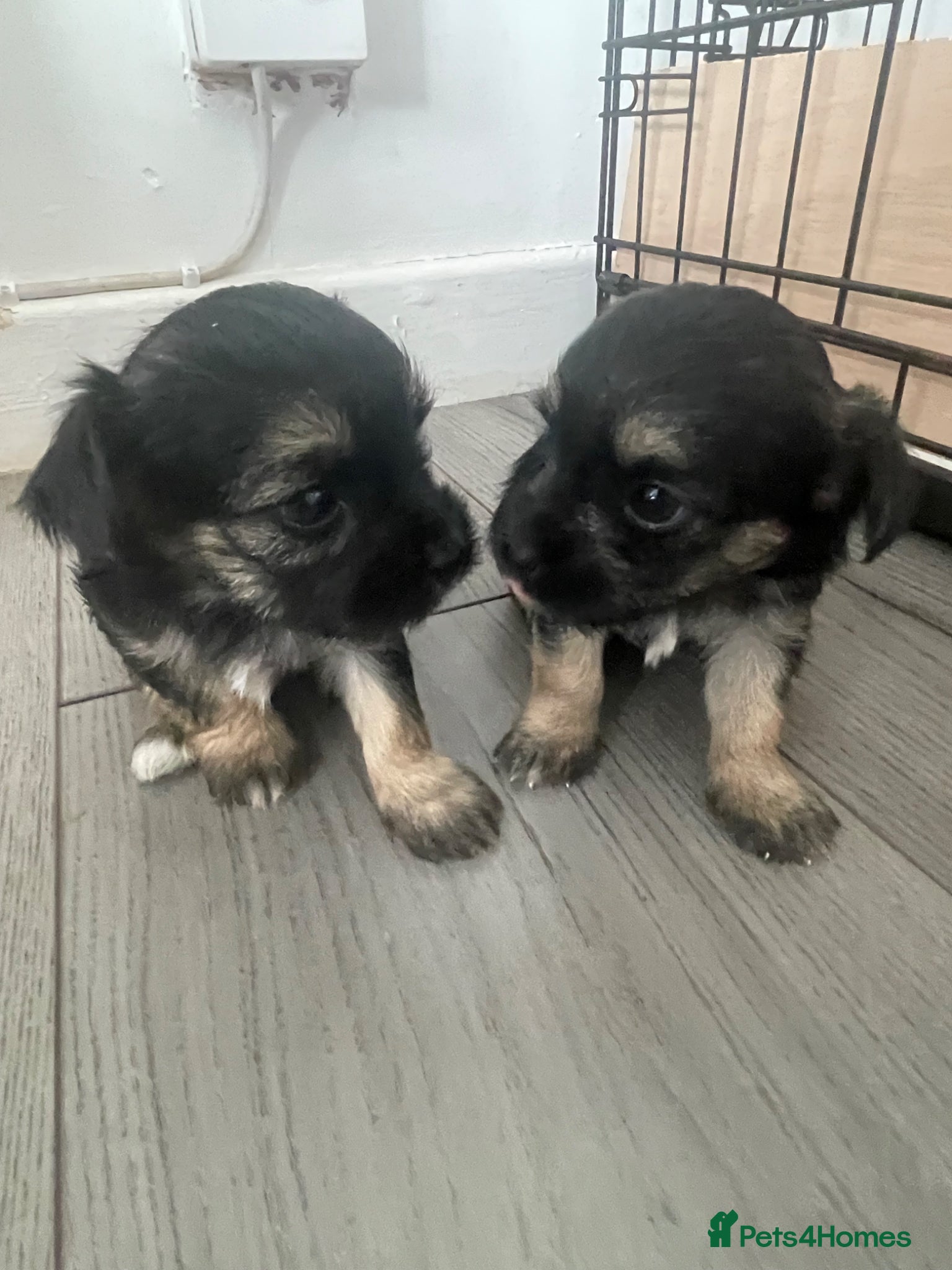 Chorkie dogs Beautiful small chorkies available  - Advert 6