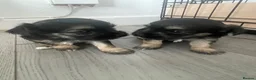 Chorkie dogs for sale: Beautiful small chorkies available  - Advert 1
