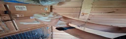 Mini Lop rabbits for sale: Beautiful min lop bunnies  - Advert 15