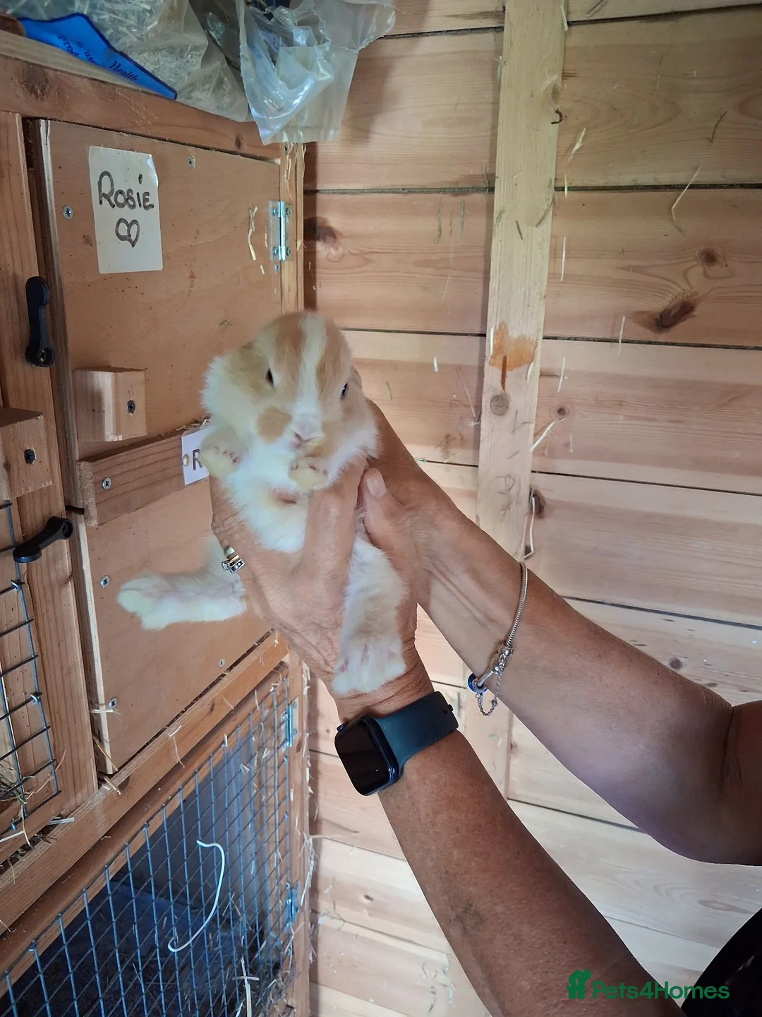 Mini Lop rabbits for sale: Beautiful min lop bunnies  - Advert 15