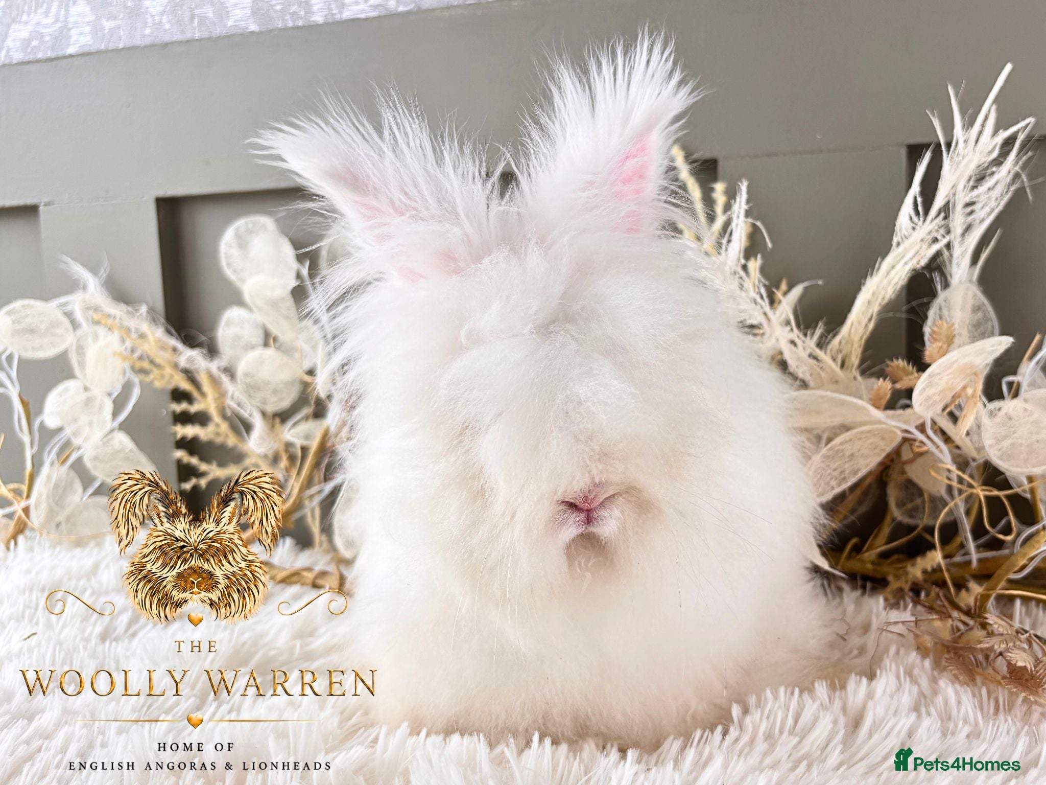 Angora rabbits BEAUTIFUL VACCINATED ANGORAS READY NOW - Advert 9